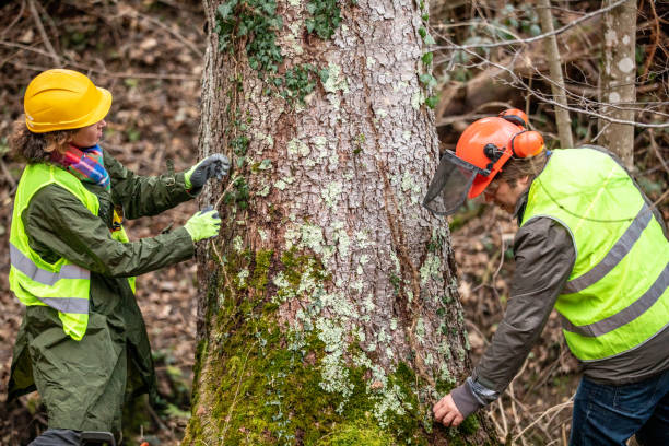 Best Storm Damage Tree Cleanup  in Barberton, WA