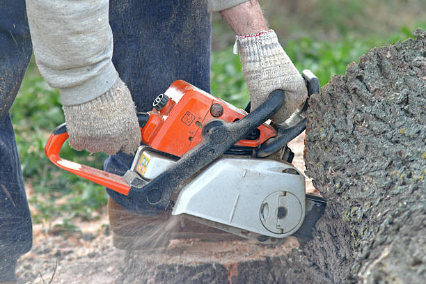 Best Tree Maintenance Programs  in Barberton, WA